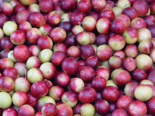 Agribusiness Products